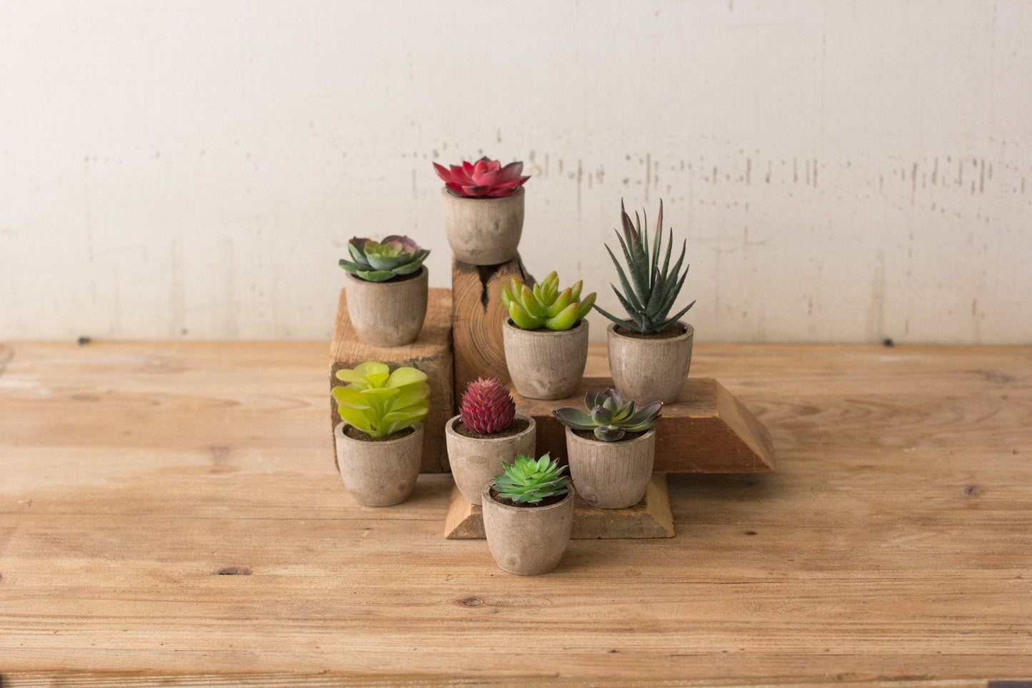 Kalalou Miniature Succulents - Set Of 8 | Modishstore | Botanicals