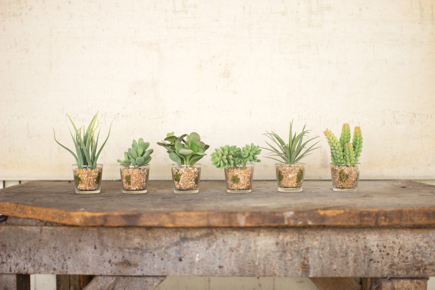 Kalalou Succulents In Glass Containers - Set Of 6 | Modishstore | Botanicals