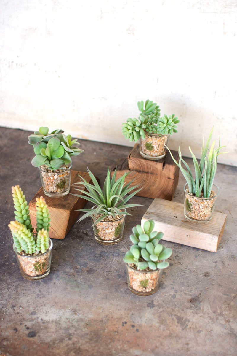 Kalalou Succulents In Glass Containers - Set Of 6-2