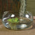 HomArt Glass Pond - Feature Image | Modishstore | Glass Terrariums