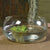 HomArt Glass Pond - Feature Image | Modishstore | Glass Terrariums