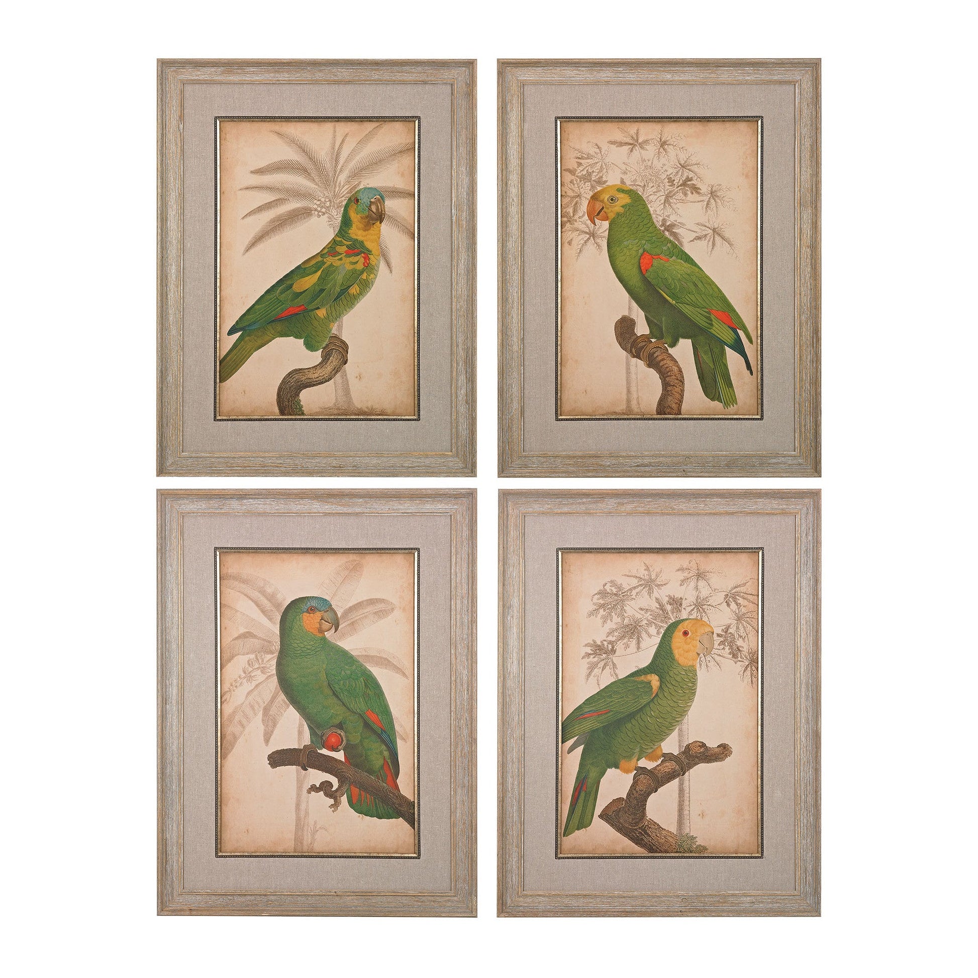 Sterling Industries Parrot And Palm I, II, III, IV - Fine Art Giclee Under Glass | Modishstore | Wall Art
