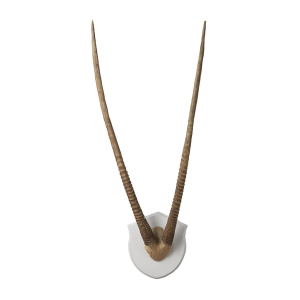 Dimond Home Wall Mounted Resin Gazelle Horns With Plaque | Modishstore | Trophy Head