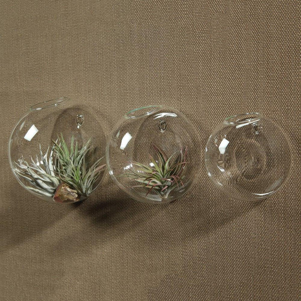 HomArt Wall Bubble - Clear - Set of 4-5