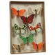 HomArt Butterfly Specimen Box - Multicolor-2
