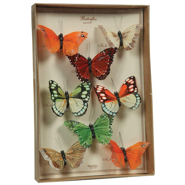 HomArt Butterfly Specimen Box - Multicolor-2