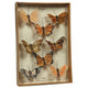 HomArt Butterfly Specimen Box - Brown-3