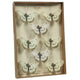 HomArt Butterfly Specimen Box - White-Brown-4
