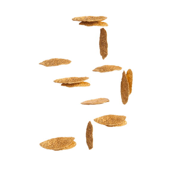 Gold Leaf Design Group Shelf Mushroom Wall Play - Set/10 | Wall Decor | Modishstore-3