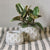 HomArt Sago Cement Planter - Set of 4-5