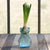 HomArt Bulb Vase - Recycled - Set of 6-9