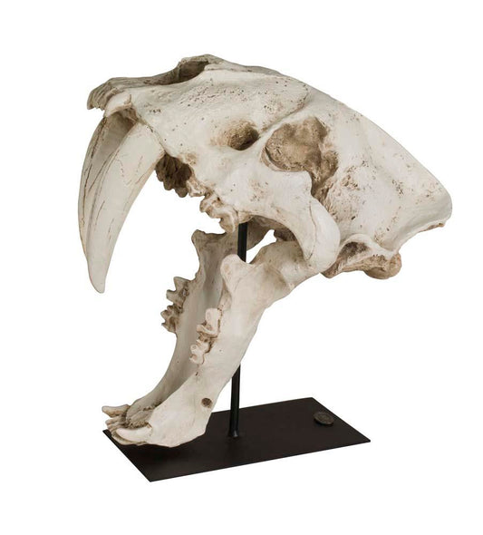 SaberTooth Skull by Authentic Models | Stands | Modishstore