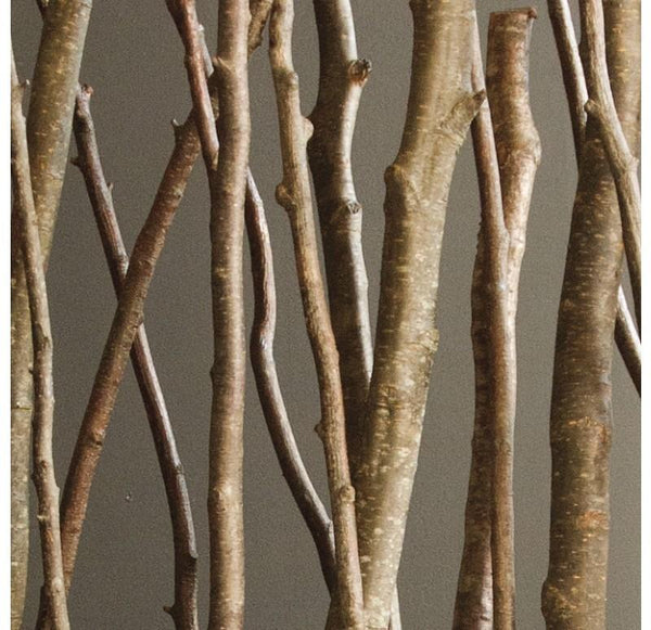 Alder Poles in Linear Planter by Gold Leaf Design Group | Botanicals | Modishstore-3