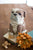 Kalalou Ceramic Bull Dog Canister | Modishstore | Jars & Canisters