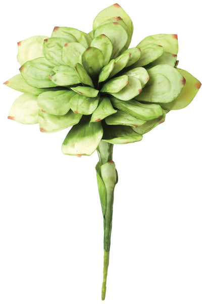 Kalalou Botanica #43 - Set Of 6 | Modishstore | Botanicals