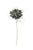 Kalalou Botanica #373 - Set Of 6 | Modishstore | Botanicals