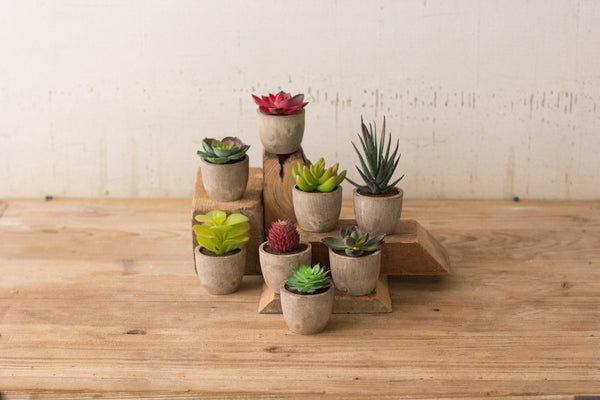 Kalalou Miniature Succulents - Set Of 8 | Modishstore | Botanicals