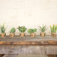 Kalalou Succulents In Glass Containers - Set Of 6 | Modishstore | Botanicals
