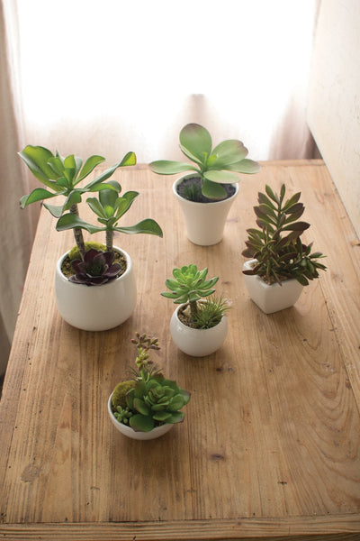 Kalalou Set Of 5 Artificial Succulents With White Ceramic Pots - One Each | Modishstore | Botanicals