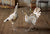 Kalalou Antiqued Distressed White Metal Turkeys - Set Of 2 | Modishstore | Animals & Pets