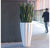 Gold Leaf Design Group Sansevieria In Pia Planter | Botanicals | Modishstore