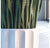 Gold Leaf Design Group Sansevieria In Pia Planter | Botanicals | Modishstore-2