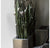 Gold Leaf Design Group Stainless Ball Sway And Sansevieria In Stainless Rectangle Planter | Botanicals | Modishstore