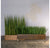 Gold Leaf Design Group Tall Onion Grass In Custom Rectangle Planter | Botanicals | Modishstore-2