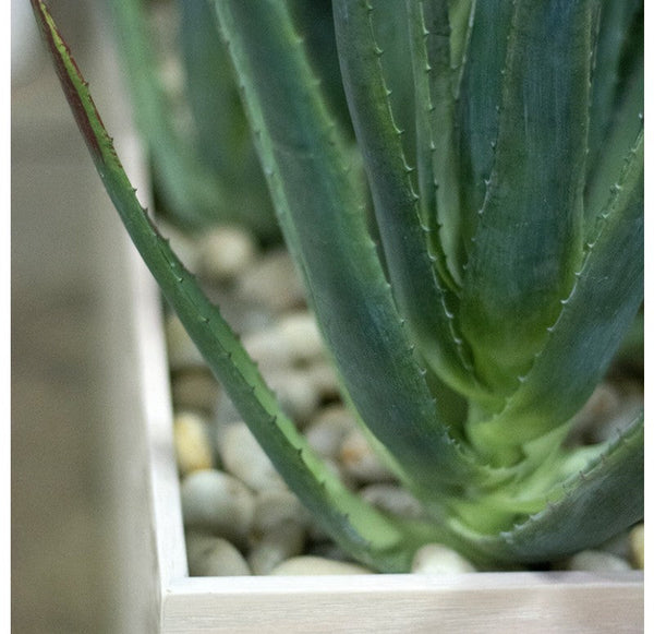 Aloe in Linear Planter, Whitewash by Gold Leaf Design Group | Planters, Troughs & Cachepots | Modishstore-3