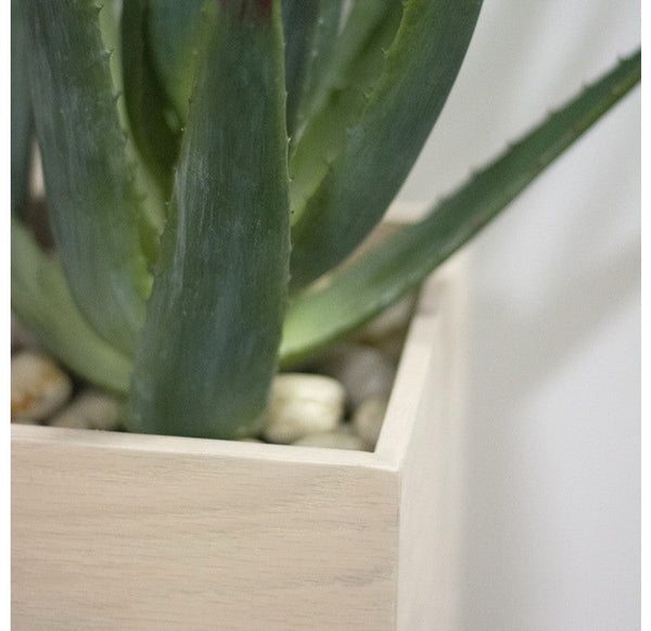 Aloe in Linear Planter, Whitewash by Gold Leaf Design Group | Planters, Troughs & Cachepots | Modishstore-2