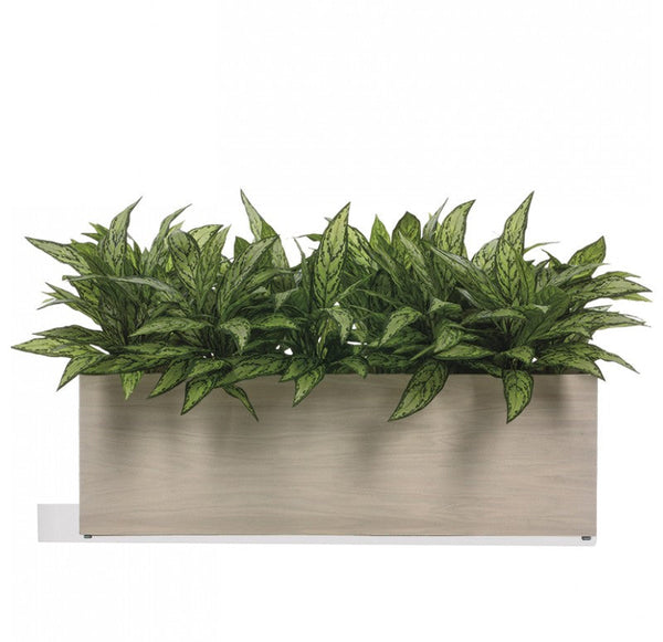 Silver Queen in Whitewash Linear Planter by Gold Leaf Design Group | Planters, Troughs & Cachepots | Modishstore