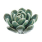 HomArt Ceramic Succulent - Set of 8 | Modishstore | Candle Holders-15