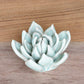 HomArt Ceramic Succulent - Set of 8 | Modishstore | Candle Holders-6