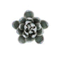 HomArt Ceramic Succulent - Set of 8 | Modishstore | Candle Holders-8