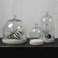 HomArt Glass Dome - Clear | Glass Terrariums | 8153-0 | Modishstore - 5