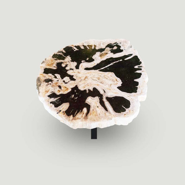 Petrified Wood Slab- 28