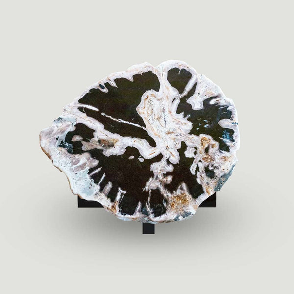 Petrified Wood Slab- 28