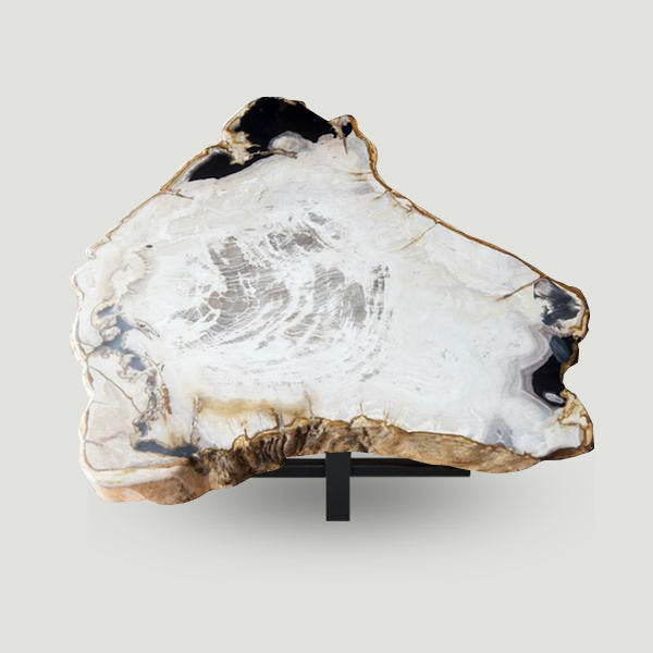 Petrified Wood Slab- 12