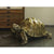 Moe's Home Collection Mock Turtle Sculpture | Modishstore | Sculptures