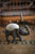 Vagabond Vintage Elephant Needle Holder - Set of 2 | Modishstore | Home Accents