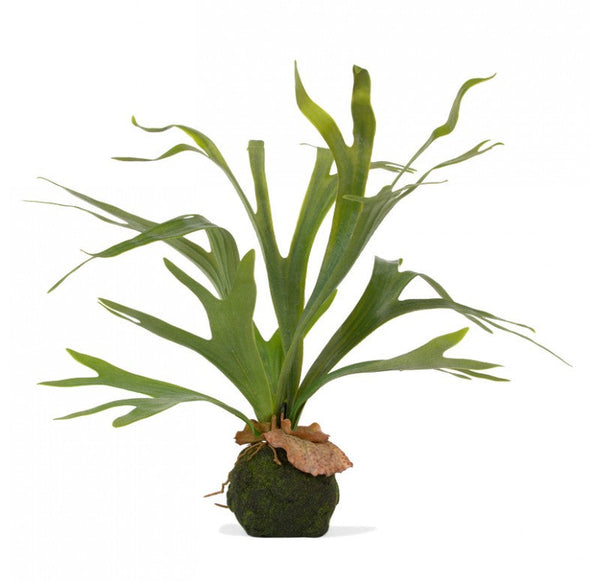 Staghorn Fern w/ Soil Ball Set of 4 by Gold Leaf Design Group | Botanicals | Modishstore-4