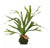 Staghorn Fern w/ Soil Ball Set of 4 by Gold Leaf Design Group | Botanicals | Modishstore-4