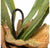 Staghorn Fern w/ Soil Ball Set of 4 by Gold Leaf Design Group | Botanicals | Modishstore-3