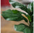 Potted, Fiddle Leaf Tree, 84
