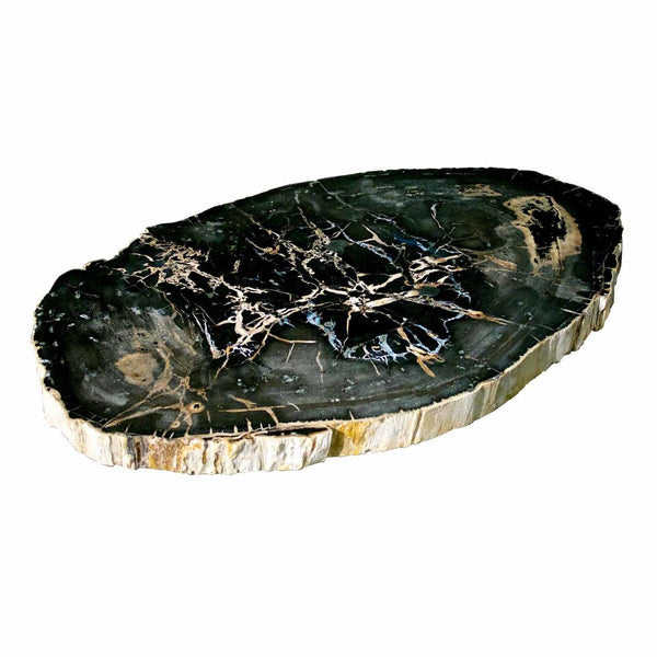 Large Petrified Wood Slab Coffee Table PF-1043 by AIRE Furniture