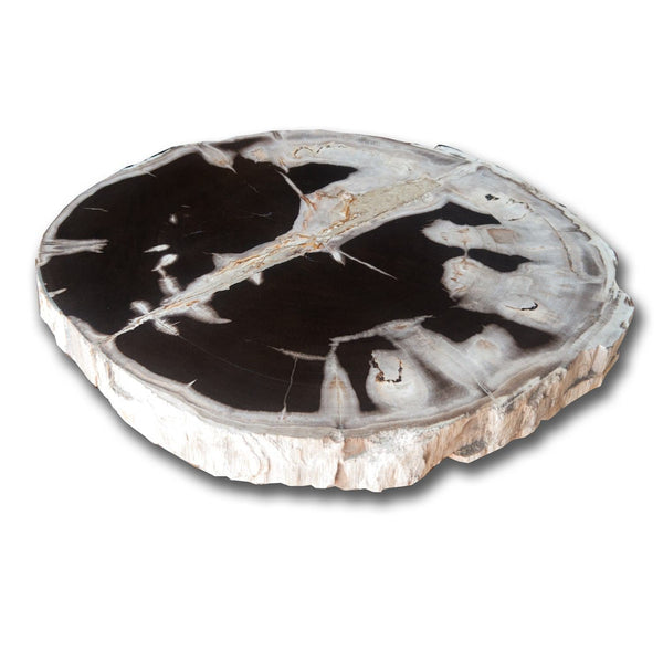 PF-1101 Petrified Wood Slab With Custom Made Base by AIRE Furniture