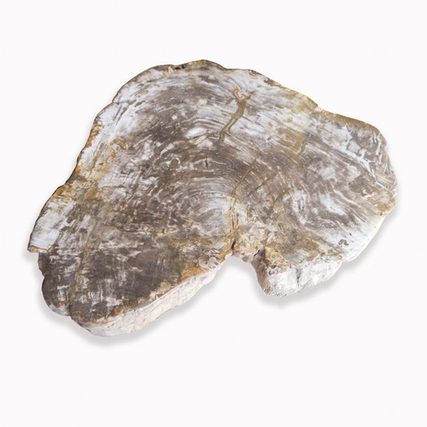 PF-1102 Petrified Wood Slab With Custom Made Base by AIRE Furniture