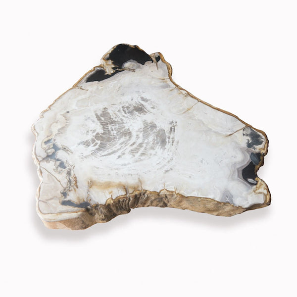 Petrified Wood Slab- 12