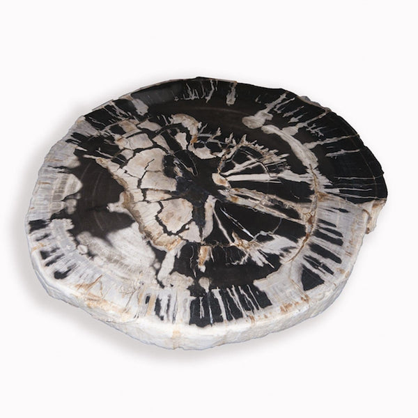 PF-1109 Petrified Wood Slab With Custom Made Base by AIRE Furniture