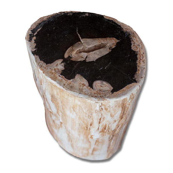 Petrified Wood Stool PF-2159 by Aire Furniture